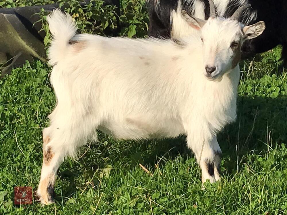 3 PYGMY WETHER GOATS (BIDS PER GOAT)