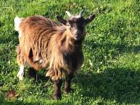 3 PYGMY WETHER GOATS (BIDS PER GOAT) - 2