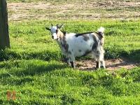 3 PYGMY WETHER GOATS (BIDS PER GOAT) - 3