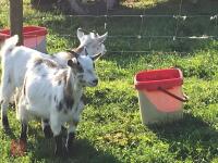 3 PYGMY WETHER GOATS (BIDS PER GOAT) - 4