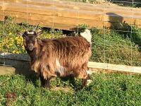 3 PYGMY WETHER GOATS (BIDS PER GOAT) - 5