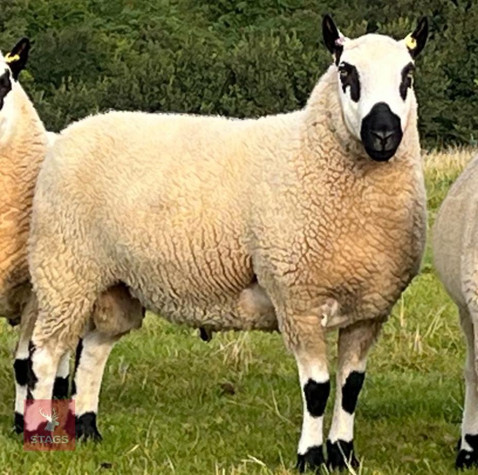 17MO KERRY HILL SHEARLING RAM