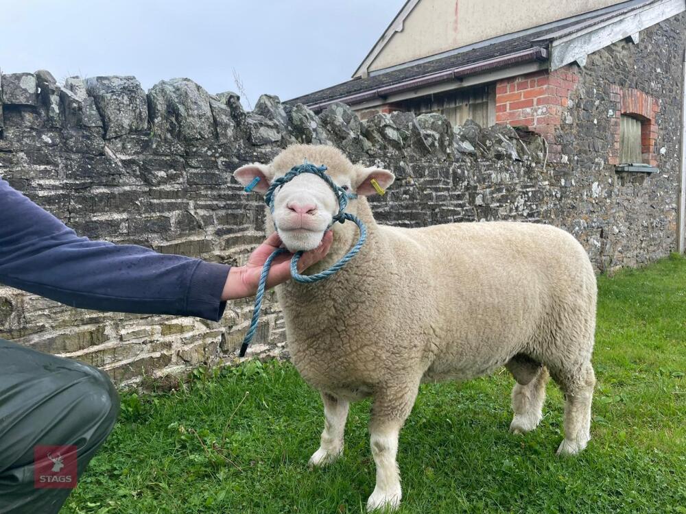 PEDIGREE SHEARLING POLL DORSET RAM