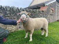 PEDIGREE SHEARLING POLL DORSET RAM - 2