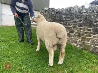 PEDIGREE SHEARLING POLL DORSET RAM - 3