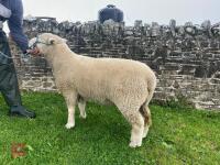 PEDIGREE SHEARLING POLL DORSET RAM - 4