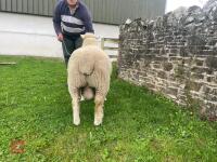 PEDIGREE SHEARLING POLL DORSET RAM - 5