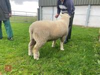 PEDIGREE SHEARLING POLL DORSET RAM - 6