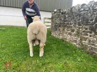 PEDIGREE SHEARLING POLL DORSET RAM - 7