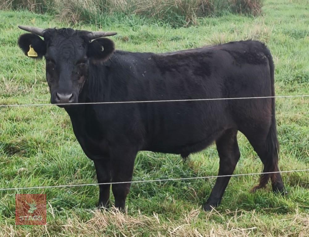 18MO PEDIGREE DEXTER STEER