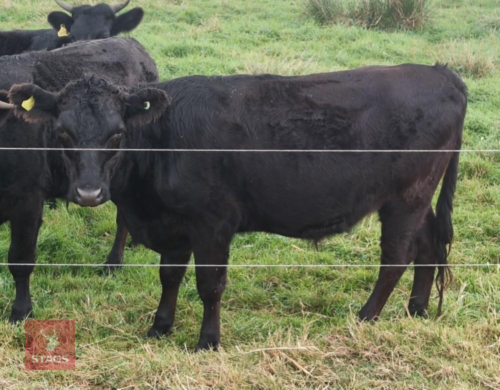 17MO PEDIGREE DEXTER STEER