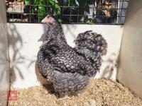 CUCKOO ORPINGTON FEMALE PULLET