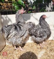 PAIR OF CUCKOO ORPINGTONS (BIDS PER BIRD