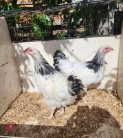 2 LIGHT SUSSEX PULLETS (BIDS PER BIRD)