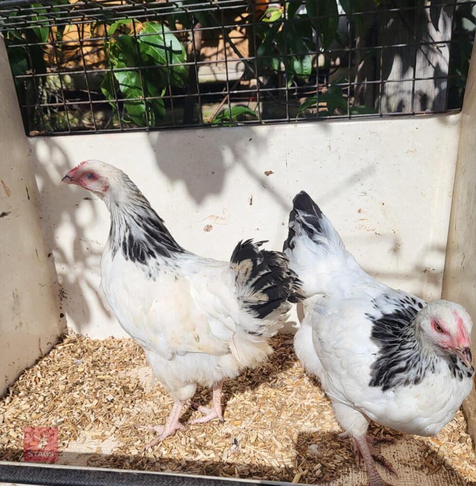 2 LIGHT SUSSEX PULLETS (BIDS PER BIRD)