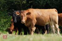 3 SOUTH DEVON HEIFERS (BIDS PER HEIFER)