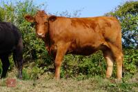 3 SOUTH DEVON HEIFERS (BIDS PER HEIFER) - 2