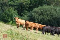 3 SOUTH DEVON HEIFERS (BIDS PER HEIFER) - 3