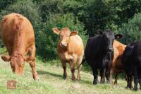 3 SOUTH DEVON HEIFERS (BIDS PER HEIFER) - 4