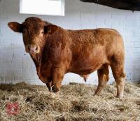 2 YEAR OLD PEDIGREE SOUTH DEVON BULL