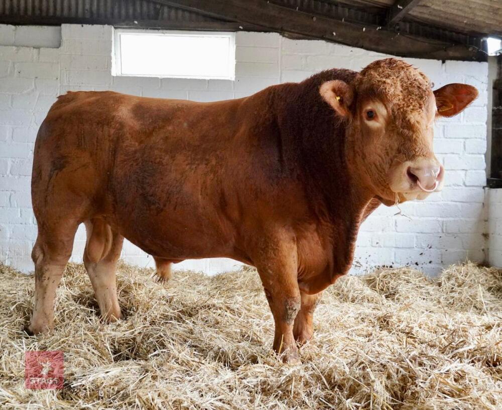 2 YEAR OLD PEDIGREE SOUTH DEVON BULL