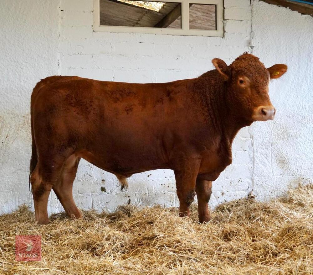 YEARLING PEDIGREE SOUTH DEVON BULL ID202