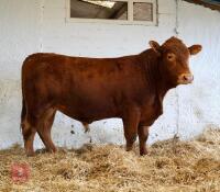 YEARLING PEDIGREE SOUTH DEVON BULL ID202