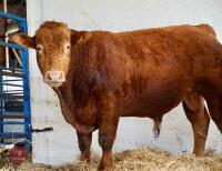 YEARLING PEDIGREE SOUTH DEVON BULL ID205