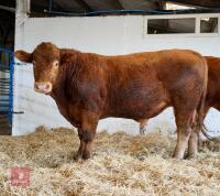 YEARLING PEDIGREE SOUTH DEVON BULL ID211