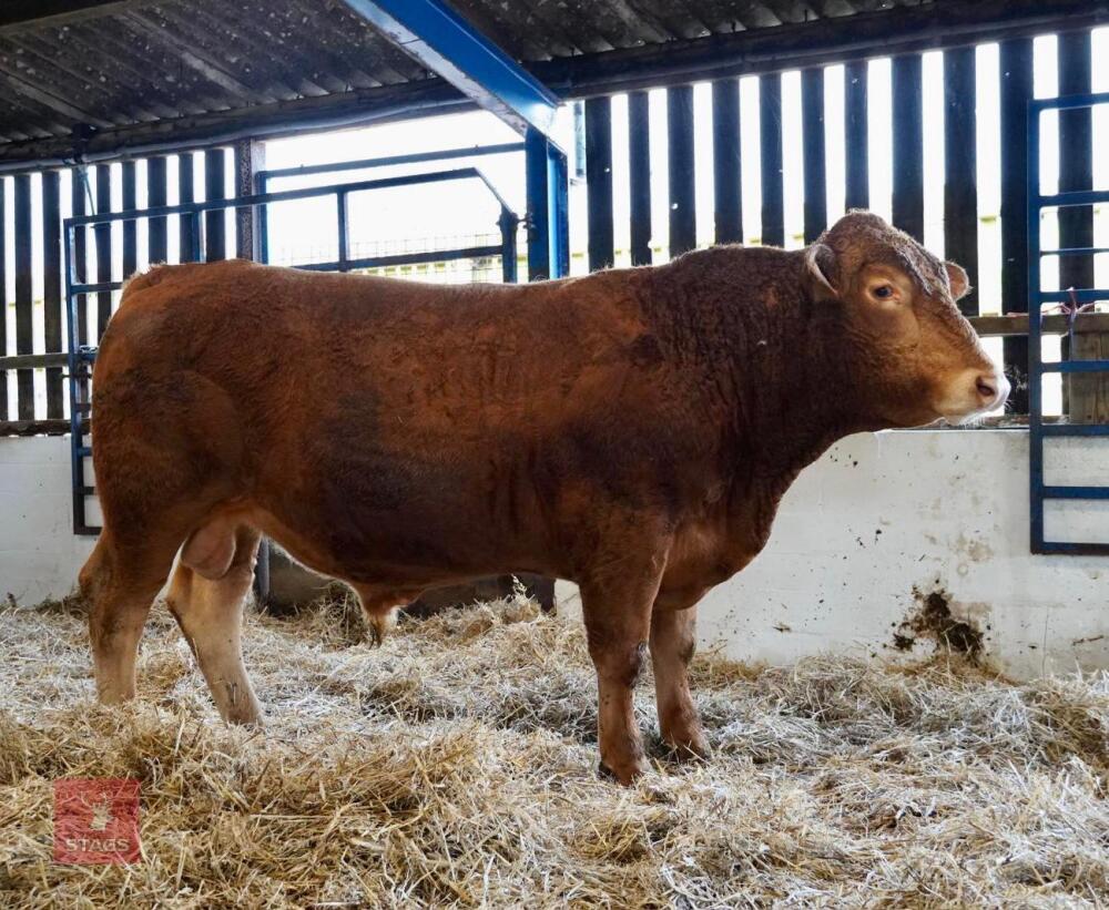 YEARLING PEDIGREE SOUTH DEVON BULL ID203