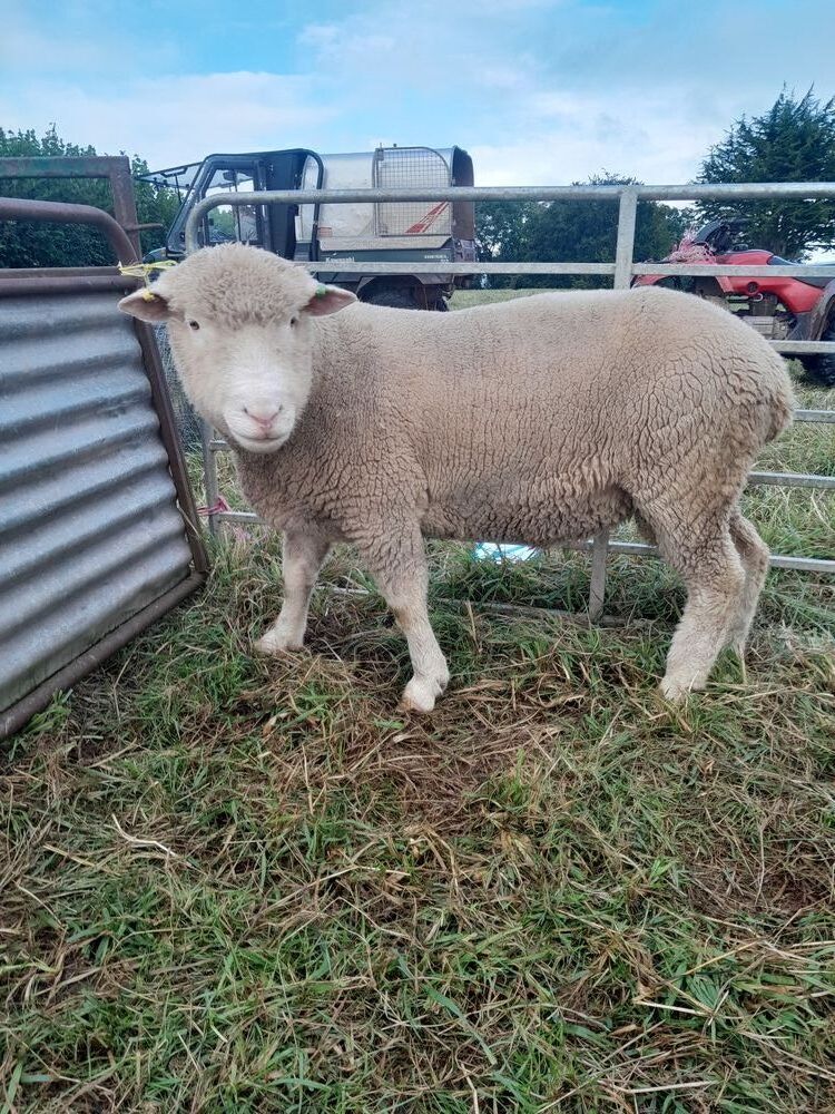 POLL DORSET 2 TOOTH RAM