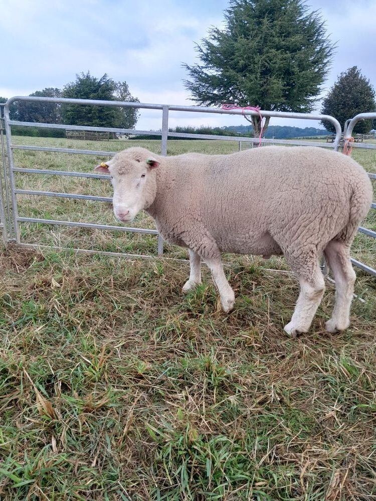 POLL DORSET 2 TOOTH RAM