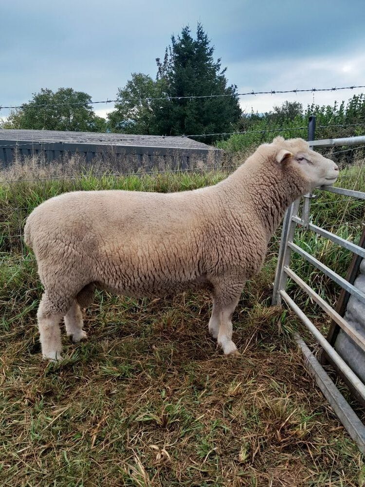 POLL DORSET 4 TOOTH RAM