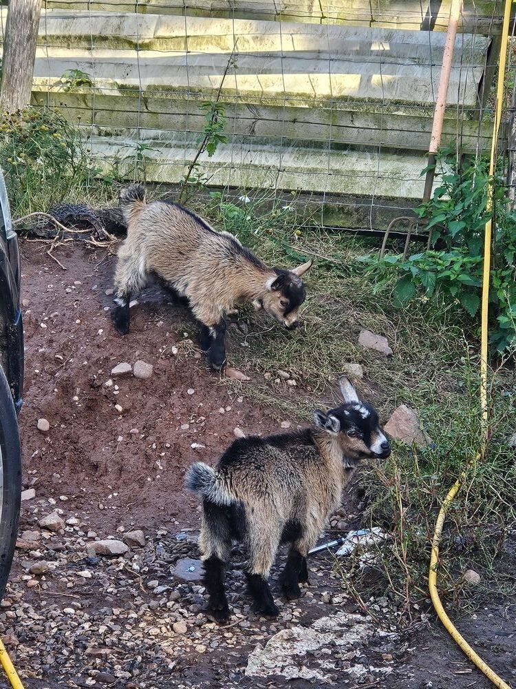 TWO PYGMY GOATS (BIDS PER GOAT)