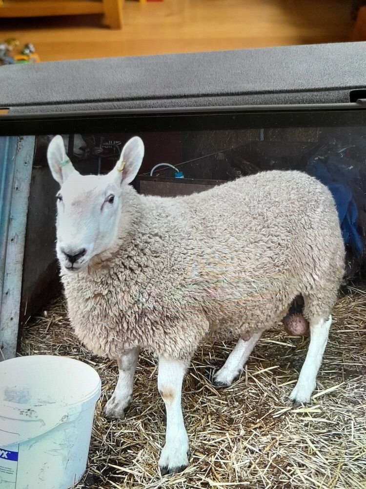 16MO BORDER PURE BRED LEICESTER RAM