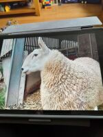 16MO BORDER PURE BRED LEICESTER RAM - 2