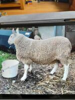 16MO BORDER PURE BRED LEICESTER RAM - 3