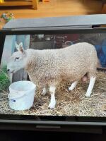 16MO BORDER PURE BRED LEICESTER RAM - 4