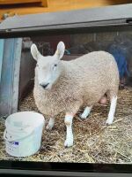 16MO BORDER PURE BRED LEICESTER RAM - 5