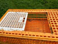 5 D3 TRANSPORT POULTRY CRATES - 7