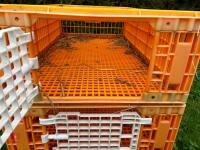 5 D3 TRANSPORT POULTRY CRATES - 5