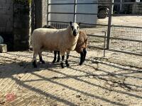 19MO KERRY HILL SHEARLING RAM