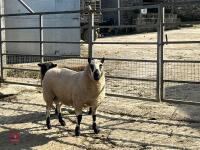 19MO KERRY HILL SHEARLING RAM - 2