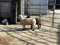 19MO KERRY HILL SHEARLING RAM - 4