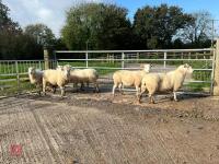 6 EXLANA X 2T EWES BIDS PER LIFE