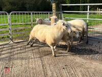 6 EXLANA X 2T EWES BIDS PER LIFE - 2