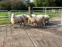 6 EXLANA X 2T EWES BIDS PER LIFE - 3