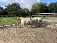 6 EXLANA X 2T EWES BIDS PER LIFE - 5