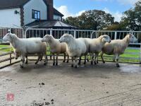 6 EXLANA X 2T EWES BIDS PER LIFE - 6