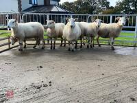 6 EXLANA X 2T EWES BIDS PER LIFE - 8